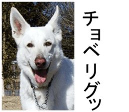 THE White Shepherd Dog! No,1 (P) sticker #13967626