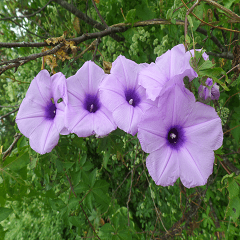 A picture of the landscape