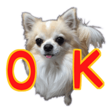Komaru of a Chihuahua 4 sticker #13976142
