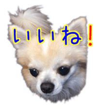 Komaru of a Chihuahua 4 sticker #13976144