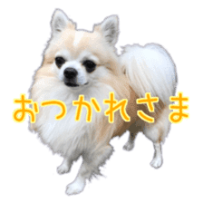 Komaru of a Chihuahua 4 sticker #13976145
