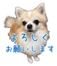 Komaru of a Chihuahua 4 sticker #13976146