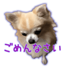 Komaru of a Chihuahua 4 sticker #13976147