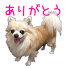 Komaru of a Chihuahua 4 sticker #13976148