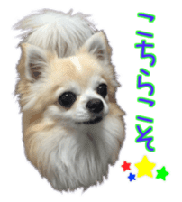 Komaru of a Chihuahua 4 sticker #13976149