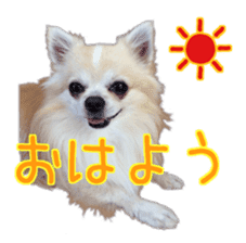 Komaru of a Chihuahua 4 sticker #13976150