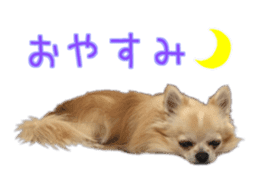 Komaru of a Chihuahua 4 sticker #13976151