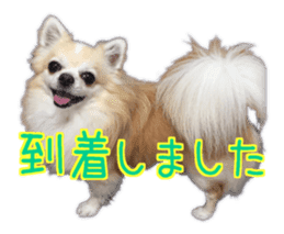 Komaru of a Chihuahua 4 sticker #13976153