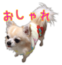 Komaru of a Chihuahua 4 sticker #13976154