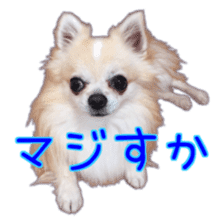 Komaru of a Chihuahua 4 sticker #13976155