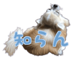 Komaru of a Chihuahua 4 sticker #13976156