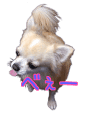 Komaru of a Chihuahua 4 sticker #13976157