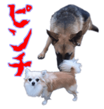 Komaru of a Chihuahua 4 sticker #13976160