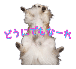 Komaru of a Chihuahua 4 sticker #13976161
