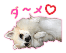 Komaru of a Chihuahua 4 sticker #13976164