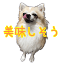 Komaru of a Chihuahua 4 sticker #13976165