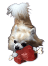 Komaru of a Chihuahua 4 sticker #13976168