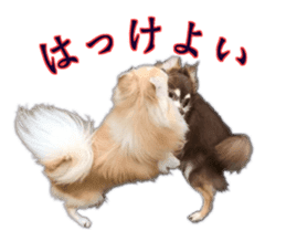 Komaru of a Chihuahua 4 sticker #13976170