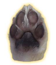Komaru of a Chihuahua 4 sticker #13976172