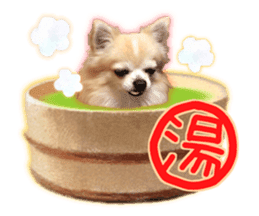 Komaru of a Chihuahua 4 sticker #13976173