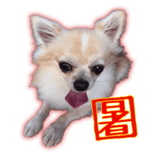 Komaru of a Chihuahua 4 sticker #13976174