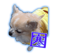 Komaru of a Chihuahua 4 sticker #13976175