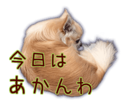Komaru of a Chihuahua 4 sticker #13976176