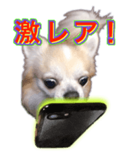 Komaru of a Chihuahua 4 sticker #13976180