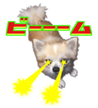 Komaru of a Chihuahua 4 sticker #13976181