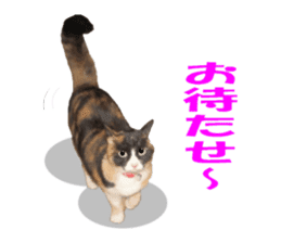 Home of tortoiseshell cat2 sticker #13977067