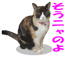 Home of tortoiseshell cat2 sticker #13977069