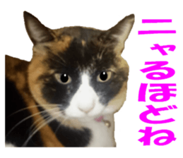 Home of tortoiseshell cat2 sticker #13977071