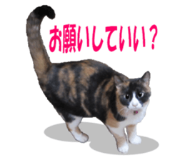 Home of tortoiseshell cat2 sticker #13977075