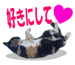 Home of tortoiseshell cat2 sticker #13977077