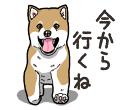 Wanko-Biyori Puppy of Shiba Inu sticker #13977721