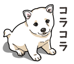 Wanko-Biyori Puppy of Shiba Inu sticker #13977723