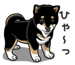 Wanko-Biyori Puppy of Shiba Inu sticker #13977727