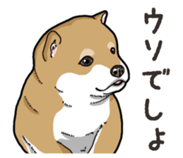 Wanko-Biyori Puppy of Shiba Inu sticker #13977733