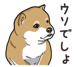 Wanko-Biyori Puppy of Shiba Inu sticker #13977733