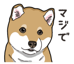 Wanko-Biyori Puppy of Shiba Inu sticker #13977738