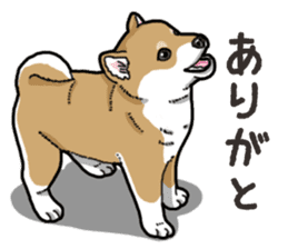 Wanko-Biyori Puppy of Shiba Inu sticker #13977741