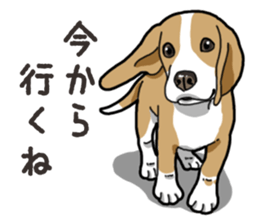 Wanko-Biyori Beagle Lemon sticker #13977871