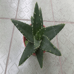 Photographs of plant photographs