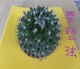 Photographs of plant photographs sticker #13980622