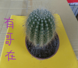 Photographs of plant photographs sticker #13980623