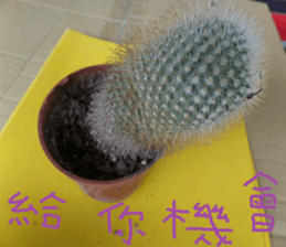 Photographs of plant photographs sticker #13980624