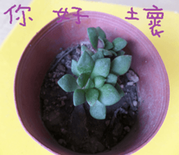 Photographs of plant photographs sticker #13980625