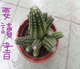 Photographs of plant photographs sticker #13980626