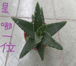 Photographs of plant photographs sticker #13980627