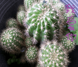 Xian Xian landscape photos sticker #13981023